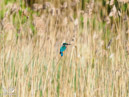 Kingfisher - Zimorodek